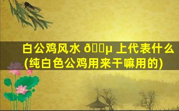 白公鸡风水 🌵 上代表什么(纯白色公鸡用来干嘛用的)
